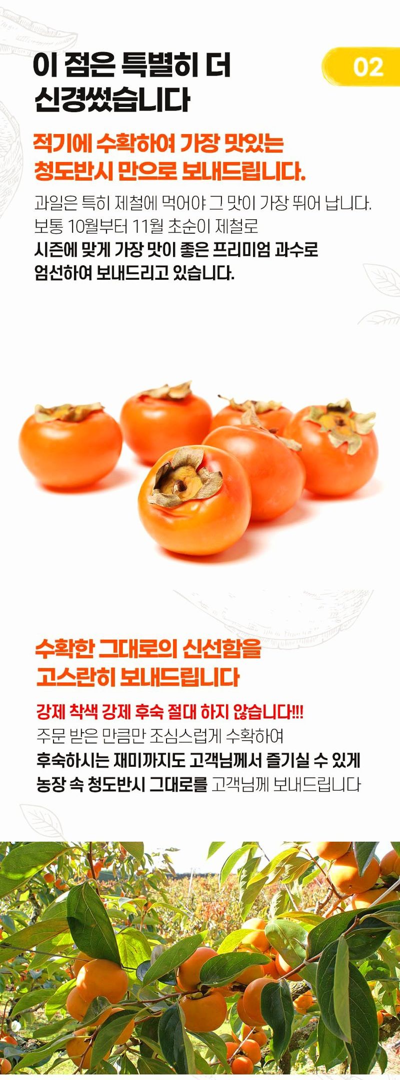 자두14488님의 장터 판매 상품 [청도 반시 중소과 5kg 45-50과 제철별미] 첨부 사진