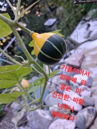 인생은 소풍처럼~님의 자유주제 · 자유게시판 작성글 사진