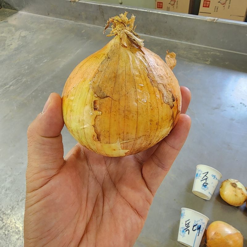메종루엘님의 장터 판매 상품 [국내산 햇양파] 첨부 사진