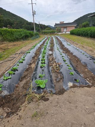 이상애초보농업님의 자유주제 · 자유게시판 작성글 사진
