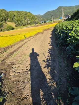 옥천서화농님의 자유주제 · 자유게시판 작성글 사진