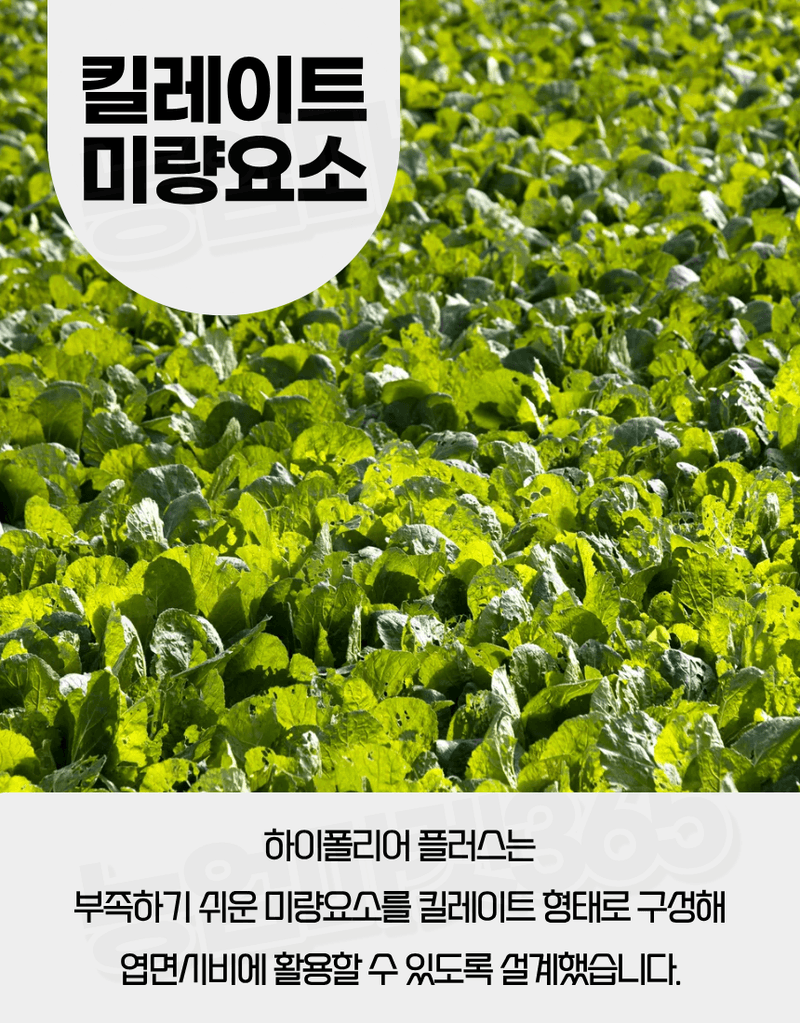 농업마켓365님의 장터 판매 상품 [하이폴리아 플러스 80g 엽면시비 수용성비료 생육단계별비료 수입산 하이파케미칼 ] 첨부 사진