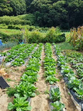 김경일 님의 자유주제 · 자유게시판 작성글 사진