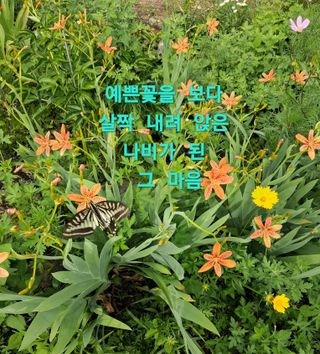인생은 소풍처럼~님의 자유주제 · 자유게시판 작성글 사진