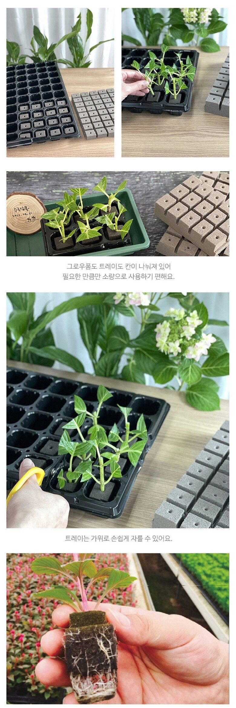오훈조님의 장터 판매 상품 [삽목용 오아시스 276구 20장 1박스] 첨부 사진