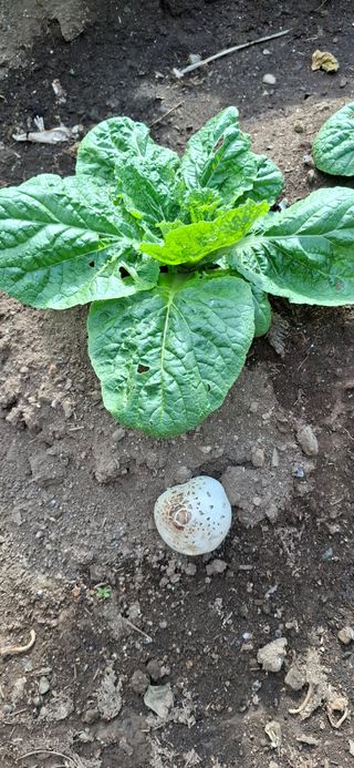 김한일(유랑자)님의 자유주제 · 자유게시판 작성글 사진