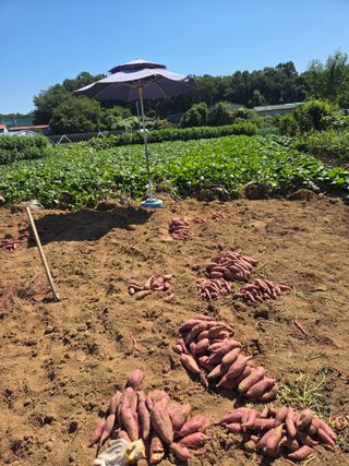 오경남님의 고구마 · 자유게시판 작성글 사진