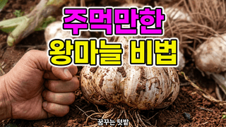 꿈꾸는텃밭님의 자유주제·자유게시판 작성글 사진