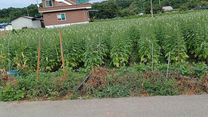 김경선님의 장터 판매 상품 [햇참깨] 첨부 사진