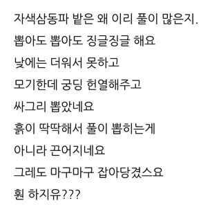 삼성농산님의 파 · 자유게시판 작성글 사진