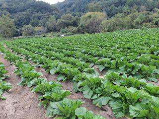 이.일신.꽃분아빠님의 자유주제 · 자유게시판 작성글 사진