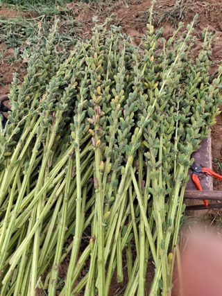 유영옥님의 자유주제 · 자유게시판 작성글 사진