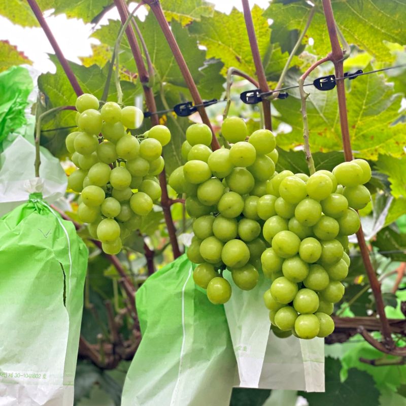 장터 상품 [가정용 샤인머스켓 2kg 4kg 국내산 경북 포도 ] 썸네일