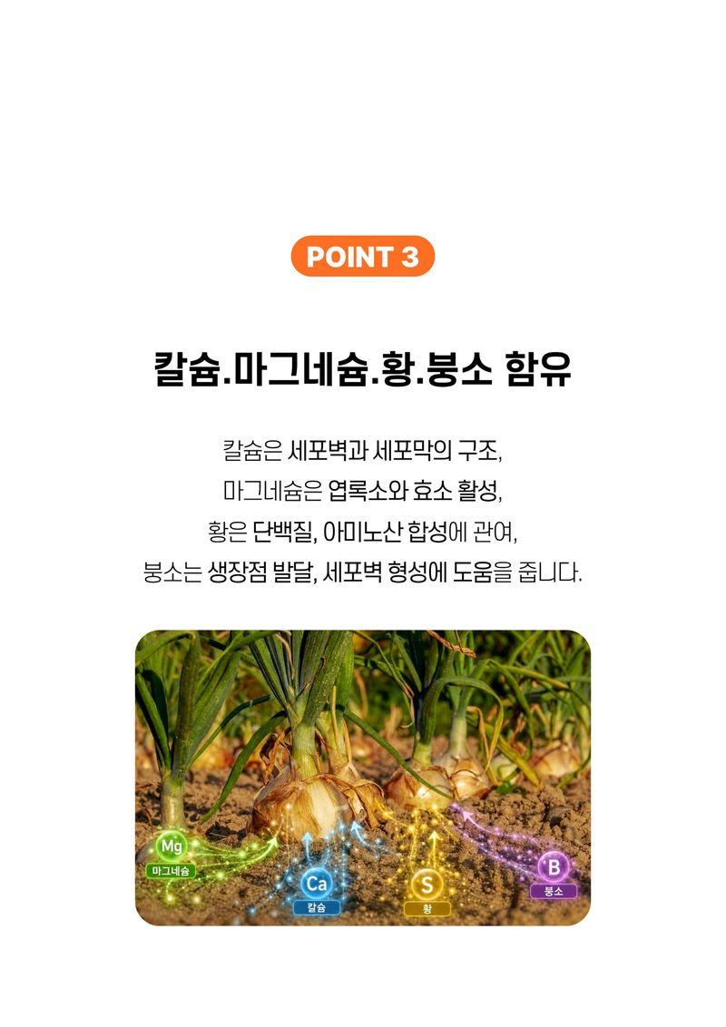 세종농자재센터님의 장터 판매 상품 [가든필리아 마늘양파밭에1kg 2봉 정식 전 밑비료 생육성장 황 칼슘 함유] 첨부 사진