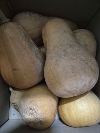 짱이네농부님의 자유주제·자유게시판 작성글 사진