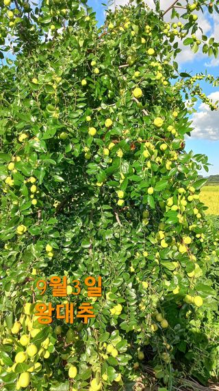 장광희님의 자유주제 · 사진전 작성글 사진