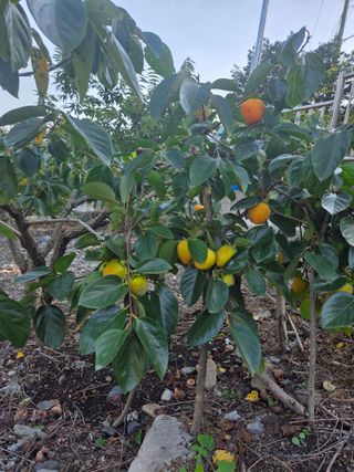 김용대님의 자유주제 · 자유게시판 작성글 사진