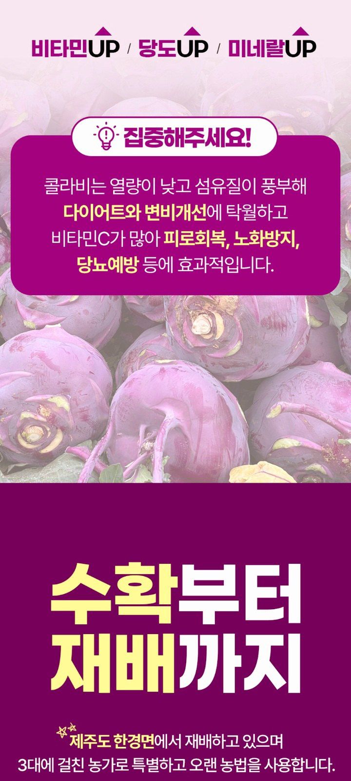 자두14488님의 장터 판매 상품 [제주도 콜라비 가정용 못난이 10kg] 첨부 사진