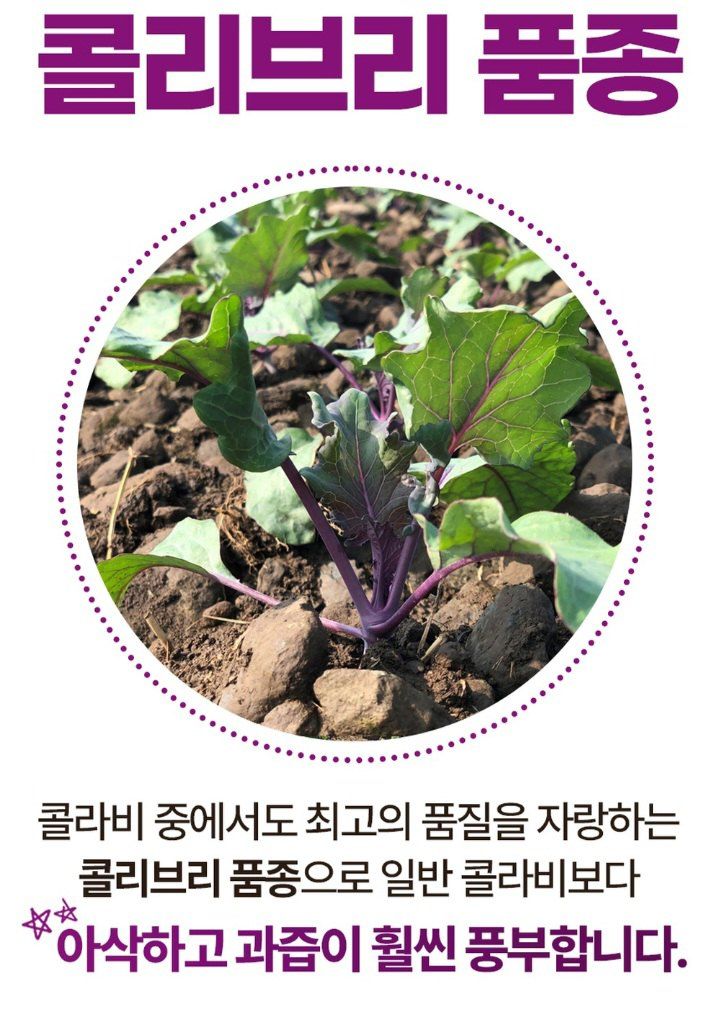 자두14488님의 장터 판매 상품 [제주도 콜라비 가정용 못난이 10kg] 첨부 사진