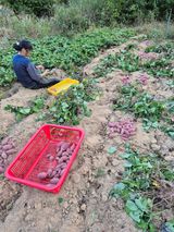 홍천.서석.안민기님의 자유주제·자유게시판 작성글 사진