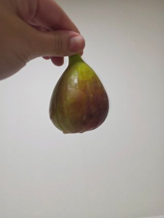 일심묘목농원님의 자유주제 · 자유게시판 작성글 사진