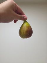 일심묘목농원님의 자유주제·자유게시판 작성글 사진