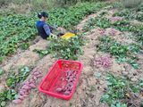 홍천.서석.안민기님의 자유주제·자유게시판 작성글 사진