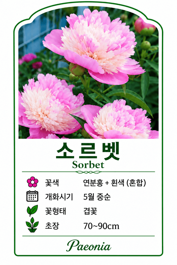 약초원 김종군님의 장터 판매 상품 [소르벳겹꽃작약 구근.종근] 첨부 사진