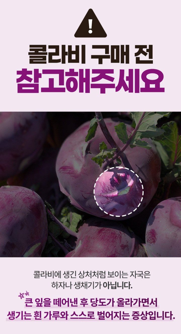 자두14488님의 장터 판매 상품 [제주도 콜라비 가정용 못난이 10kg] 첨부 사진