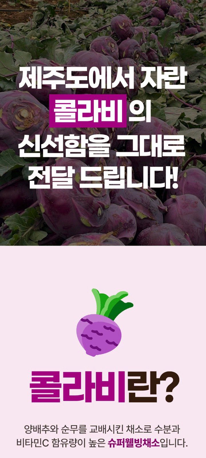 자두14488님의 장터 판매 상품 [제주도 콜라비 가정용 못난이 10kg] 첨부 사진