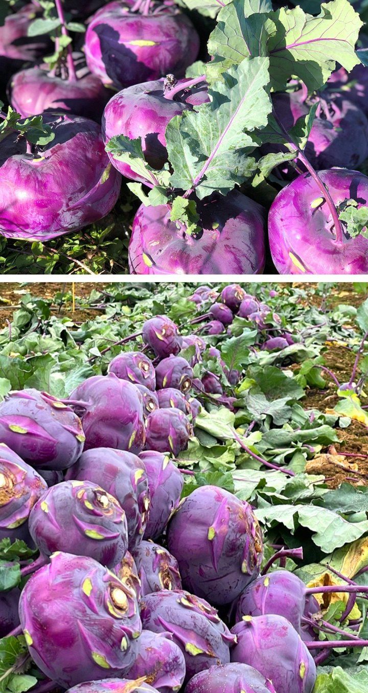 자두14488님의 장터 판매 상품 [제주도 콜라비 가정용 못난이 10kg] 첨부 사진