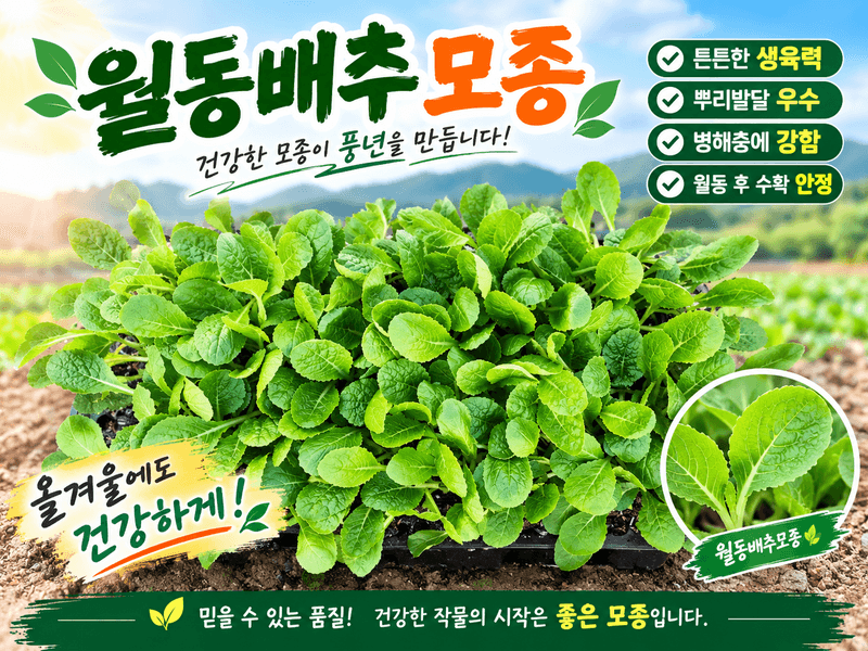 장터 상품 [월동배추모종 70구 한판 한정판매] 썸네일
