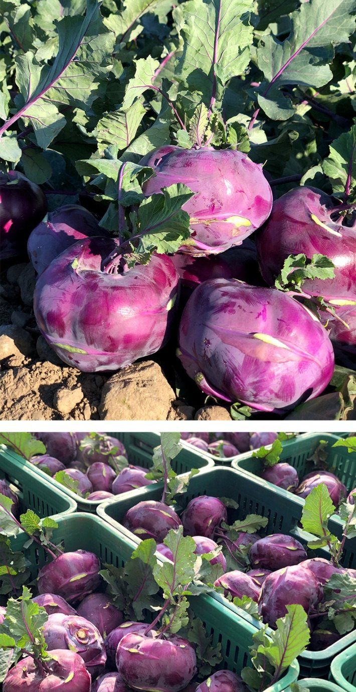 자두14488님의 장터 판매 상품 [제주도 콜라비 가정용 못난이 10kg] 첨부 사진