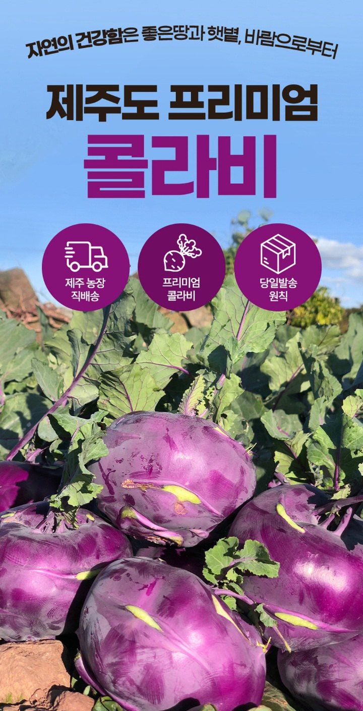 자두14488님의 장터 판매 상품 [제주도 콜라비 가정용 못난이 10kg] 첨부 사진