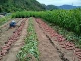진일환님의 자유주제·자유게시판 작성글 사진