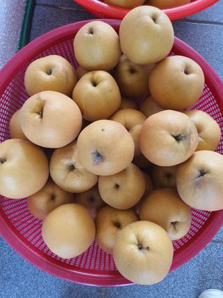 하나라도 소중하게님의 배 · 수확 작성글 사진