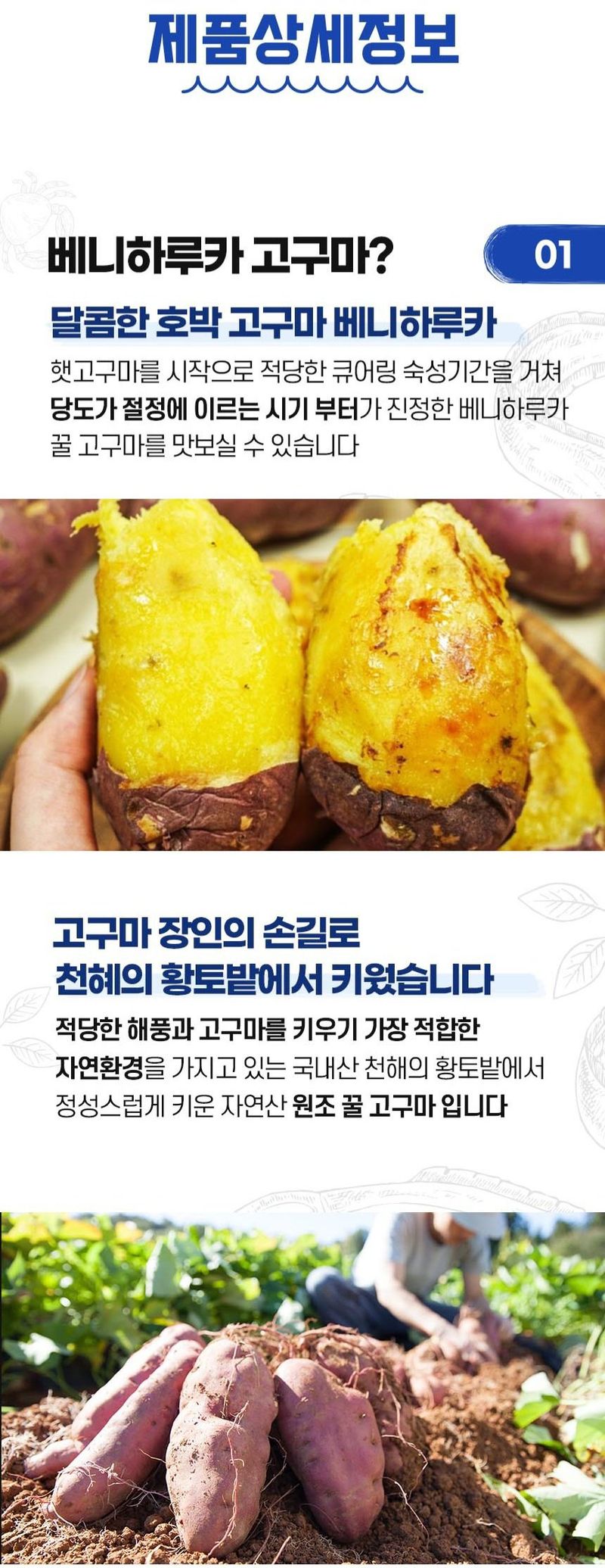 자두14488님의 장터 판매 상품 [ 꿀고구마 10kg 툭대] 첨부 사진
