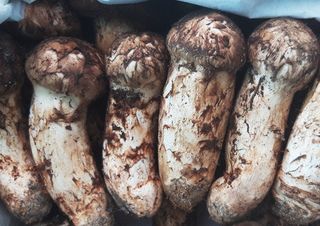 칡마니님의 자유주제 · 자유게시판 작성글 사진