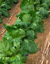 팜모닝 자유주제·자유게시판 게시글 이미지