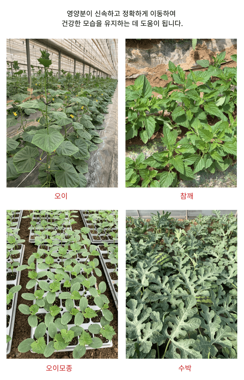 병천아그로(주)법인님의 장터 판매 상품 [코리아아그로 해미노칼슘 500ml, 200ml 식물 칼슘결핍 예방 고함량 액상칼슘 비료 과일 채소 과수용] 첨부 사진