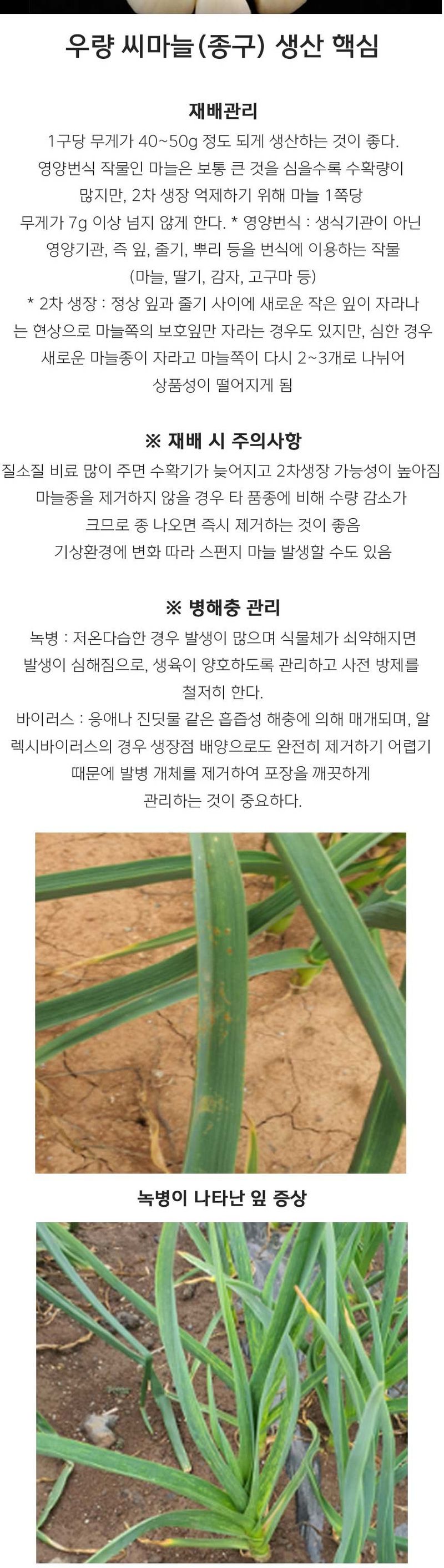 자재스토어님의 장터 판매 상품 [홍산씨마늘 홍산 마늘 종자 난지형 한지형 육쪽 통마늘 씨앗 1kg] 첨부 사진