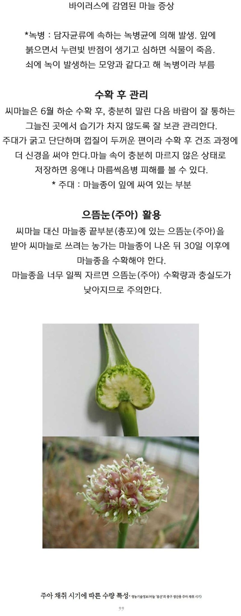 자재스토어님의 장터 판매 상품 [홍산씨마늘 홍산 마늘 종자 난지형 한지형 육쪽 통마늘 씨앗 1kg] 첨부 사진