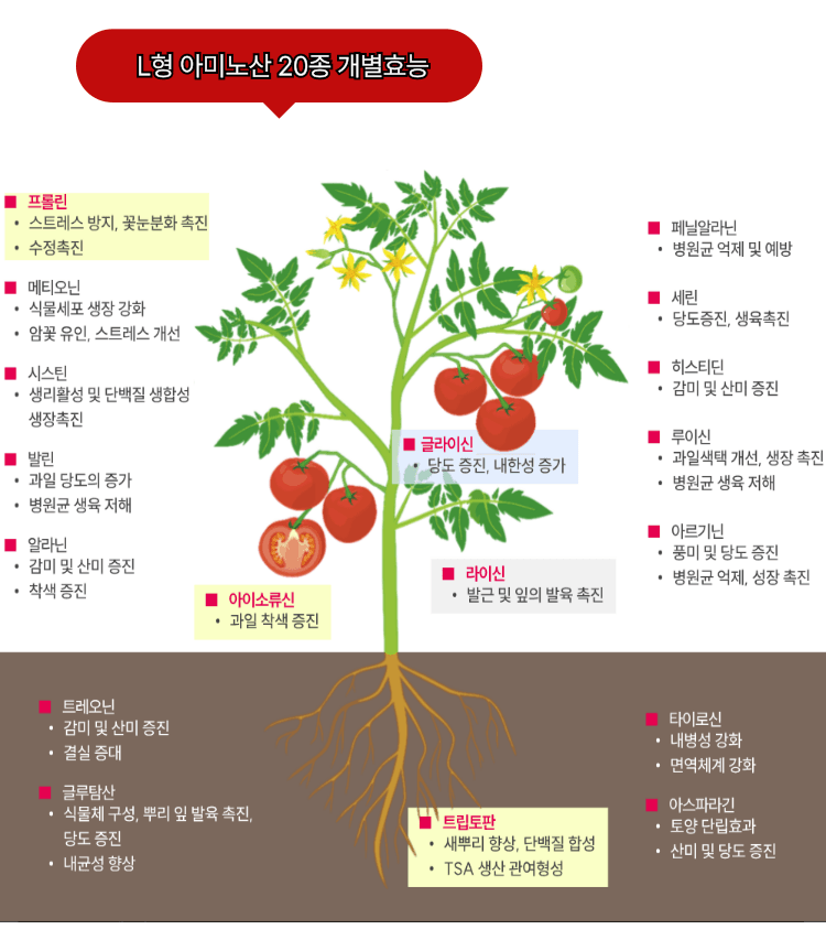 병천아그로(주)법인님의 장터 판매 상품 [혈미노산 10L 작물활력제 아미노산비료 오이 고추 생장촉진제] 첨부 사진