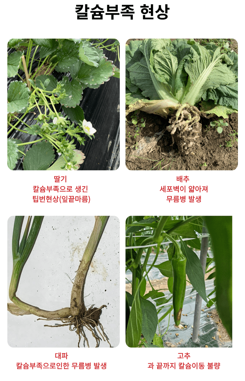병천아그로(주)법인님의 장터 판매 상품 [코리아아그로 해미노칼슘 200ml 식물영양제 칼슘비료 복합비료 해조추출물 아미노산] 첨부 사진