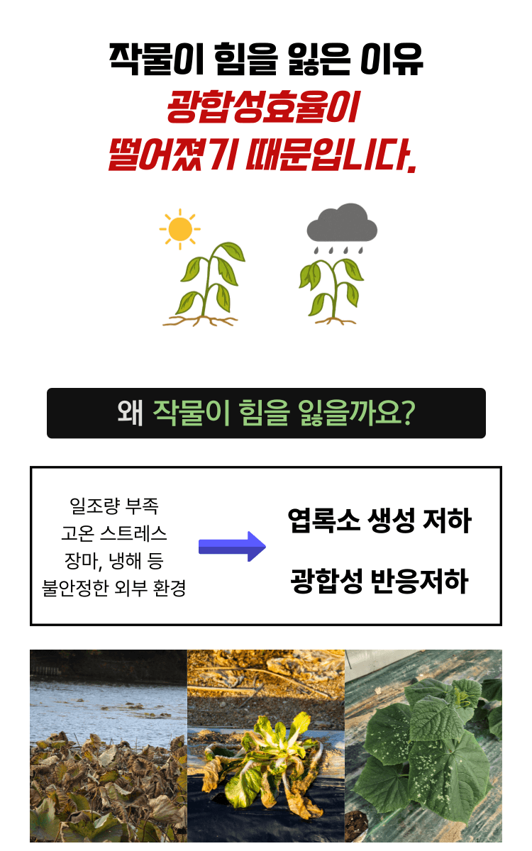 병천아그로(주)법인님의 장터 판매 상품 [혈미노산 10L 작물활력제 아미노산비료 오이 고추 생장촉진제] 첨부 사진