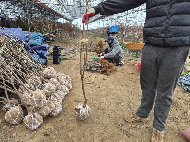 일심묘목농원님의 장터 판매 상품 [체리나무 러시아8호 3년생 결실주 분묘] 첨부 사진
