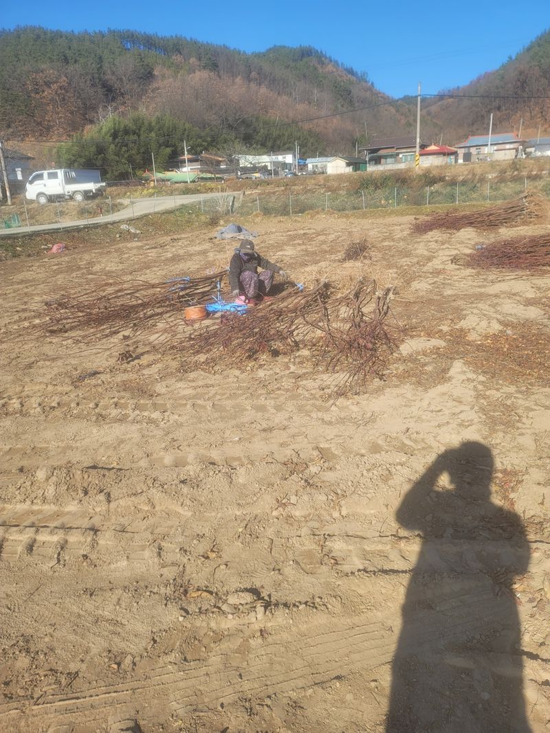 일심묘목농원님의 장터 판매 상품 [자엽자두 접목1년생 묘목] 첨부 사진