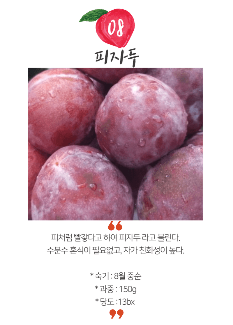 일심묘목농원님의 장터 판매 상품 [피자두 접목1년생 묘목] 첨부 사진