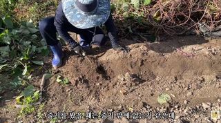 누보농장님의 자유주제 · 자유게시판 작성글 사진