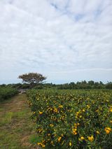 산방자연농원님의 자유주제·자유게시판 작성글 사진